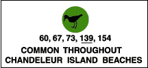 Common throughout Chandeleur Island Beaches: shore birds (60, 67, 73, 139, 154).