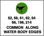 Common along water body edges: shorebirds (52,56,61,62,64,66,196,214).