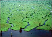 Fresh marsh shoreline of Lake Maurepas.