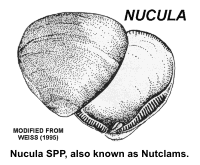 Drawing of Nucula SPP, also known as Nutclams.
