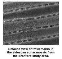 Detailed view of trawl marks in the sidescan sonar mosaic from the Branford study area.