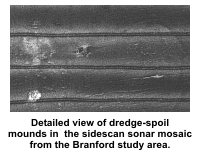Detailed view of dredge-spoil mounds in the sidescan sonar mosaic from the Branford study area.