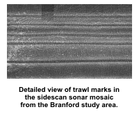 Detailed view of trawl marks in the sidescan sonar mosaic from the Branford study area.