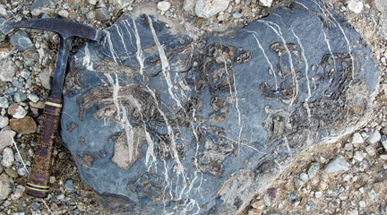 Fossil stromatoporoids in the Devonian Perdido Formation