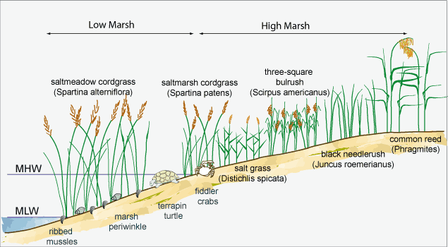 Figure 3 - Tidal zonation of marsh vegetation for Blackwater NWR