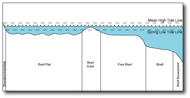Diagram of cross-shelf coral reef zonation