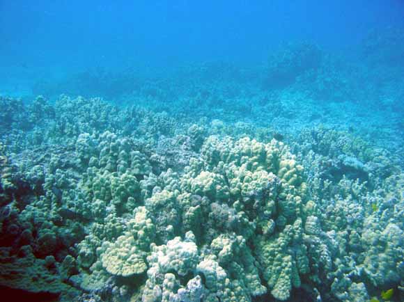underwater photograph of corals