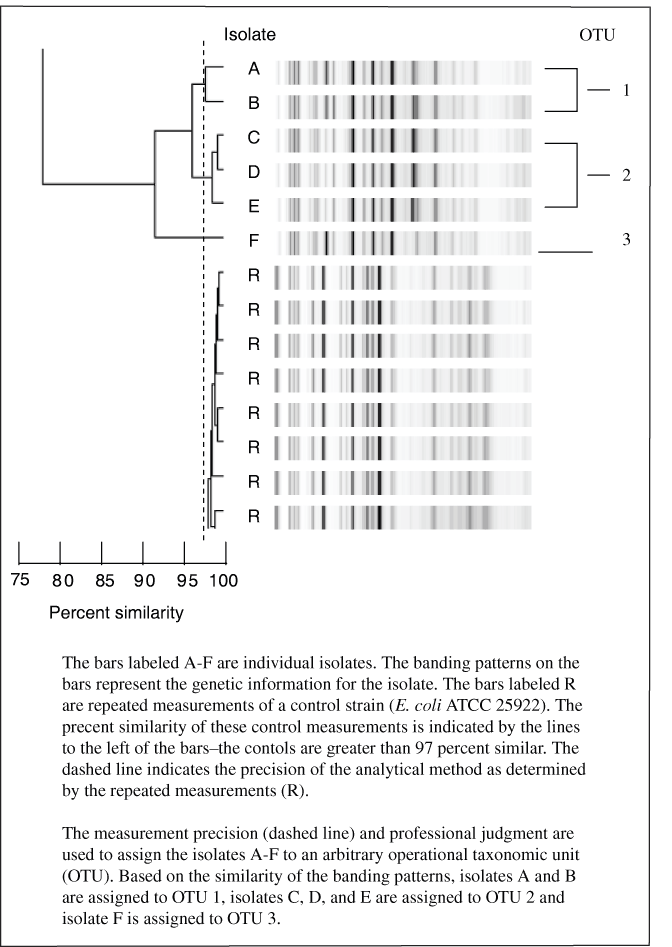 Figure showing example of results of rep-PCR analysis showing six isolates and multiple measurements of a single isolate, demonstrating the reproducibility results.