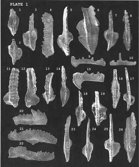 thumbnail of a page of SEM photos of conodonts