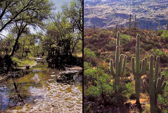 two photos.  One of creek, one of cacti on hillside