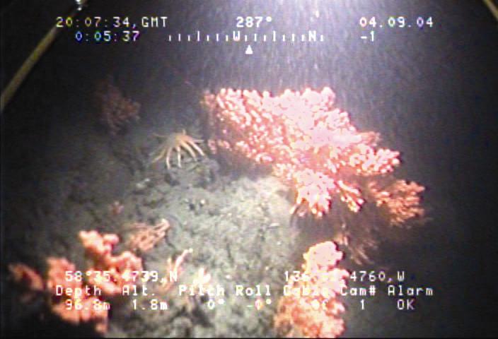 Image E. Gorgonians on complex boulder-cobble substrate observed in seafloor video collected south-east of Willoughby Island (location not shown).