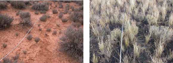 mosaic of satellite images on the left.  two photos of grasses