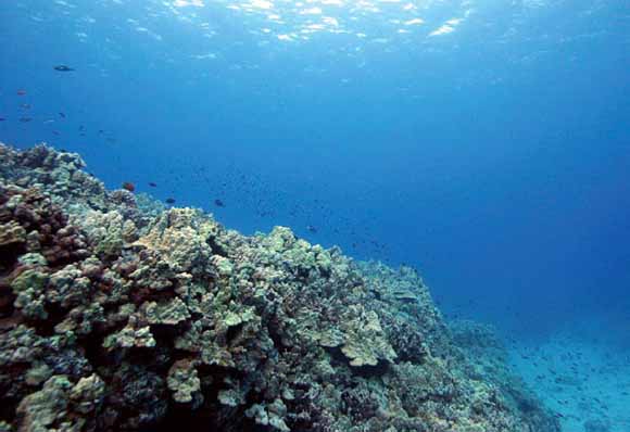 Underwater photograph of fish and a reef