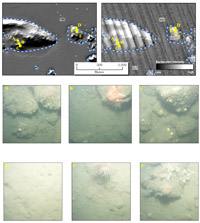 Figure 4.6.Maps showing bathymetry (upper left) and acoustic-backscatter intensity (upper right) in the northeastern part of the survey area.  Parallel stripes that trend NW-SE in the backscatter data are artifacts of data collection.  Isolated Rocky Zones (RZ) are surrounded by the uniformly flat, muddy seafloor of the Outer Basin (OB).  Bottom photographs A-F are indicated by yellow circles.  The distance across the bottom of the photographs is approximately 50 cm. See Figure 4.1 for location.
