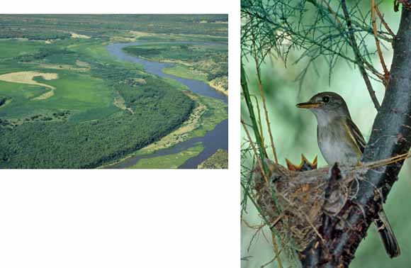 Two photos:  picture of river plain taken from the air; picture of small bird in a tree next to a nest containing chicks with tiny open mouths