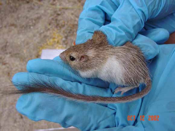 photograph of spiny pocket mouse