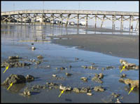 Figure 5.3. Photograph showing pieces of sedimentary rock on Surfside Beach after a 1999 storm.