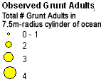 Haemulidae (Grunts) - Adults legend