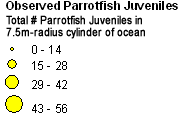 Scaridae (Parrotfish) - Juveniles legend