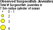 Acanthuridae (Surgeonfish) - Juveniles legend