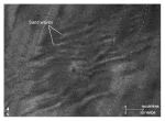 Thumbnail image of Figure 23, detail from the sidescan-sonar mosaic showing a pattern indicative of transverse sand waves, and link to larger figure.