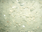 A photograph showing the ocean floor with faintly rippled sand and shell hash.