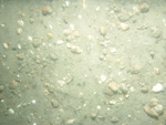 A photograph showing the ocean floor with faintly rippled sand and shell hash.