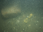 A photograph showing the ocean floor with scoured surface.