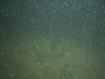 A photograph showing the ocean floor with boulders covered with sponges,seaweeed, and anemones.