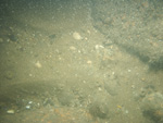 A photograph showing the ocean floor with boulders covered with sponges,seaweeed, and anemones.