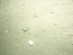 A photograph showing the ocean floor with flat surface.