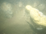 A photograph showing the ocean floor with boulders.