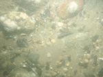 A photograph showing the ocean floor with boulders and gravel.
