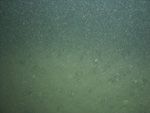 A photograph showing the ocean floor with sand ripples.