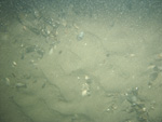 A photograph showing the ocean floor with sand ripples.