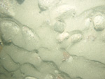 A photograph showing the ocean floor with sand ripples and boulders.