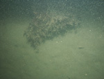 A photograph showing the ocean floor with seaweed growing on boulders.