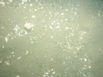 A photograph showing the ocean floor with sand ripples, shell hash, and crabs.