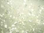 A photograph showing the ocean floor with sand ripples, shell hash, and crabs.