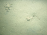 A photograph showing the ocean floor with flat sandy surface.