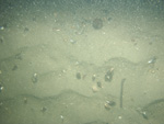 A photograph showing the ocean floor with sandy ripples and shell hash.