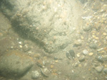 A photograph showing the ocean floor with boulders covered with sponges and rippled sand with shell hash.