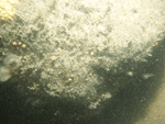 Thumbnail image of figure 21 and link to larger figure. Photograph of the sea floor at station PI12 showing a boulder encrusted with sponges, anemones, and hydrozoans.