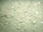 Thumbnail image of figure 22 and link to larger figure. Photograph of the sea floor at station PI10 showing a gravelly environment. Gravel on the sea floor is indicated by high backscatter in sidescan-sonar imagery.