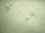Thumbnail image of figure 23 and link to larger figure. Photograph of the sea floor at station PI7 showing a sandy environment and a spider crab. Low backscatter in sidescan-sonar imagery from the study area indicates a sandy sea floor.