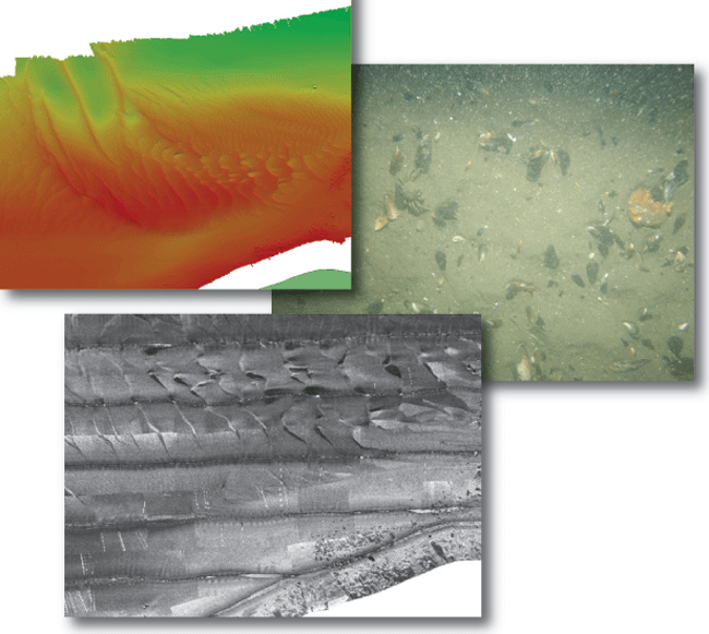 An illustration showing an images of multibeam bathymetry, a bottom photograph, and a sidescan sonar display from offshore Plum Island.