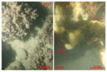 Thumbnail image of figure 28 and link to larger figure. Two photographs of the sea floor showing fauna and flora covering boulders at stations RP17 and RP26.
