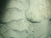 Image of bottom photographs collected within the St. Clair River, Michigan