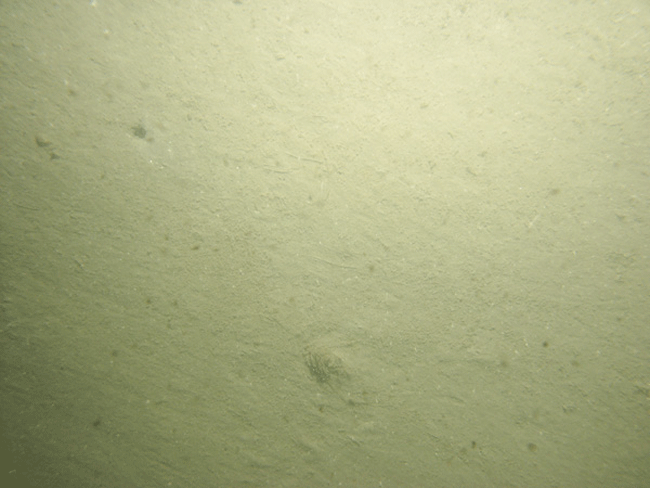 Figure 23. A photograph of a sandy sea floor in the study area.
