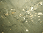 Thumbnail image of figure 22 and link to larger figure. A photograph of gravelly sediment in the study area.